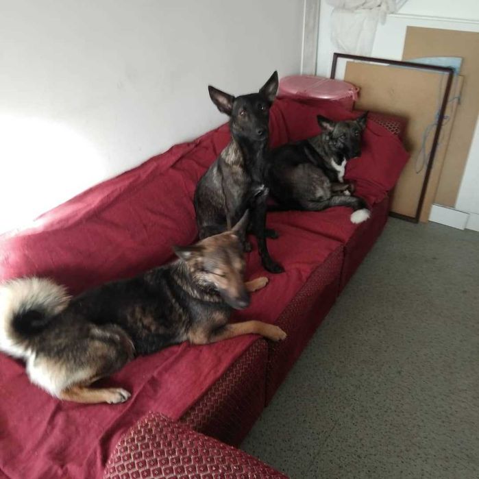 Пропала собака погналась за чужой собакой.