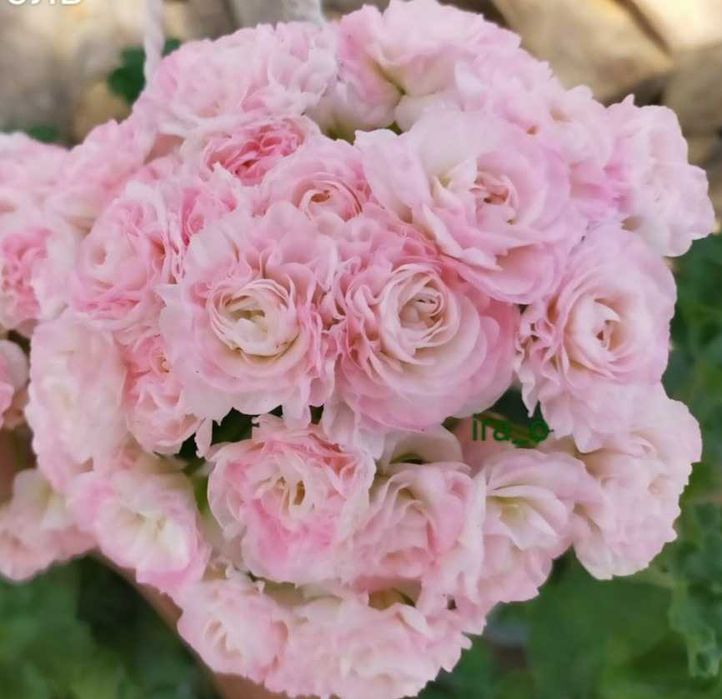 Пеларгонія Та Емануель