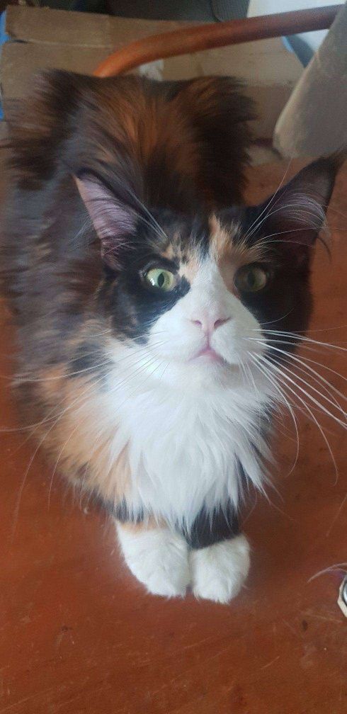 Kotka Maine Coon