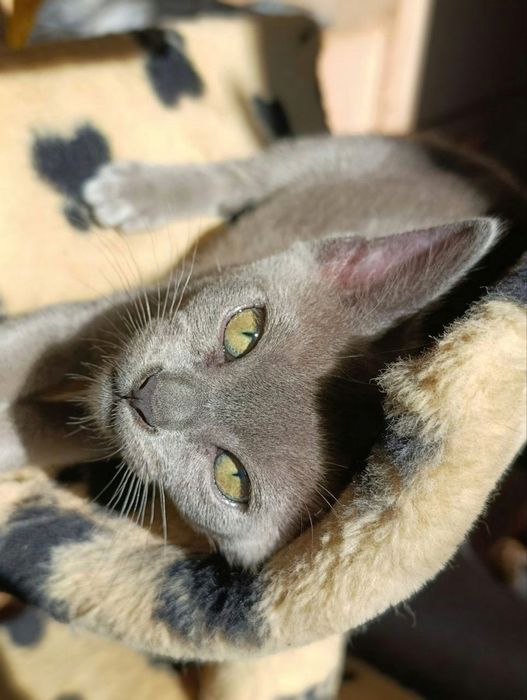 Європейська Бурма, блакитні кошенята