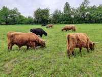 Krowy,  jałówki ,byczki szkockie rasy Highland