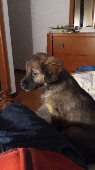 Cão para adopção - cruzado de Border collie