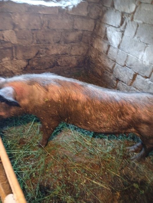 Свиноматку  молоду ландрас