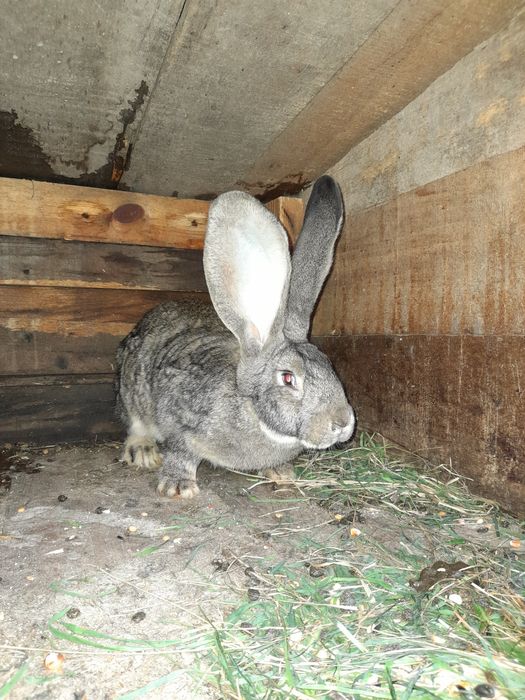 Кролики бельгийский великан