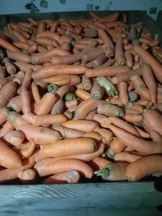 Marchew odpadowa paszowa