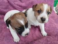 Jack Russell Terrier FCI SUCZKA