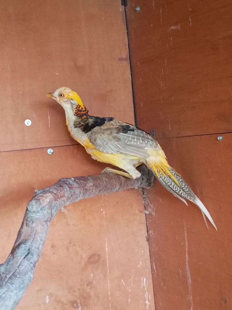 Bażant bananowy , samiec