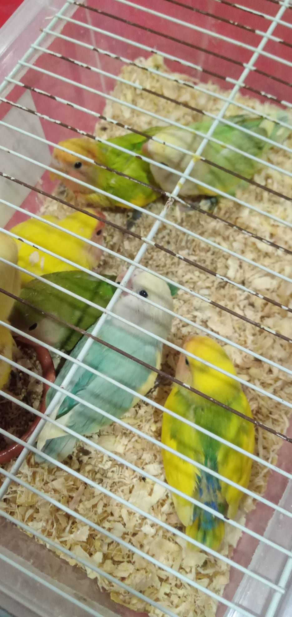 Cedem se agapornis e caturras domesticadas