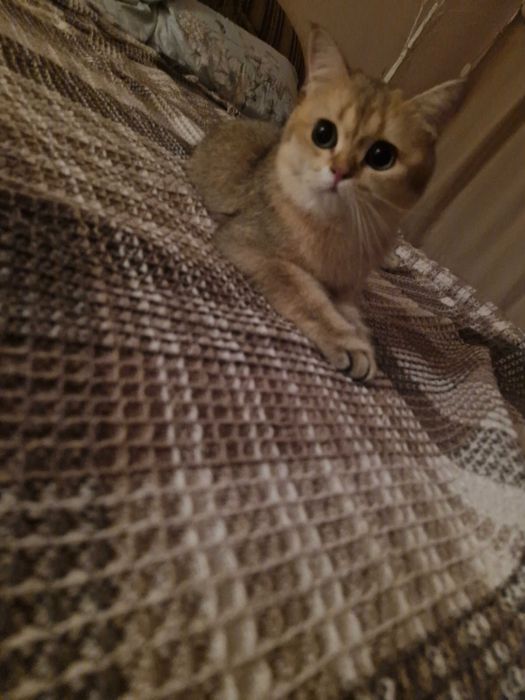 Кот золотистая шеншыла