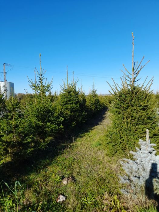 Świerk pospolity choinki