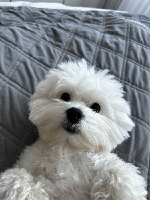 Вязка мальтезе(кобель)