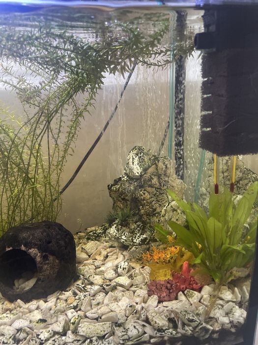 Ryby, Akwarium, Sprzęt, Sprzedam!