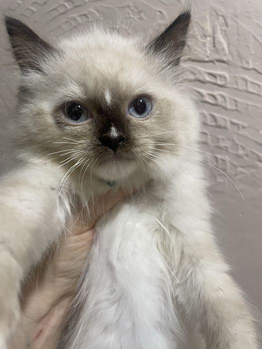 Koteczka Ragdoll Ragdolle cudna seal mitted