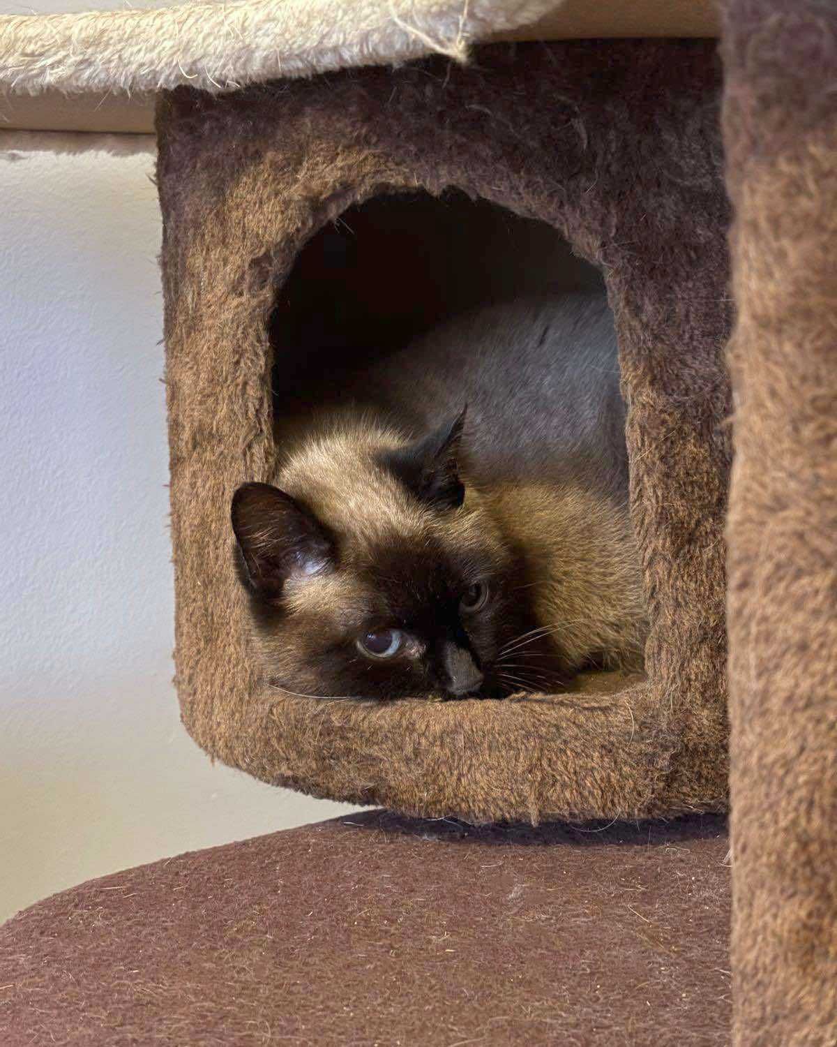 Setúbal / Margem Sul / Lisboa — FLORENTINA, gatinha para adoção
