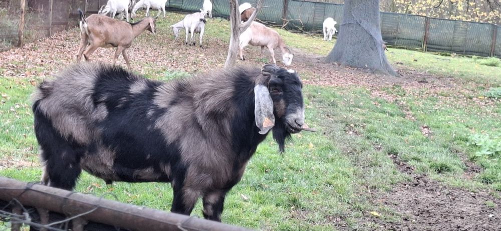 Kozioł cap anglonubijski reproduktor