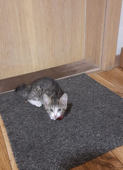 Mała kotka szuka domu/post grzecznosciowy