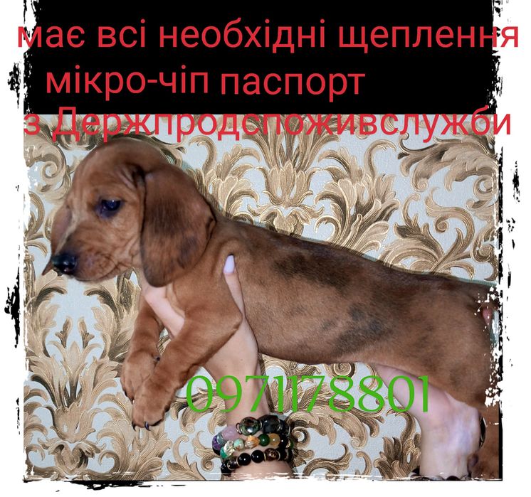 Дівчинка мраморна міні - красуня такса