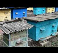 Продам 6 сімей бджіл з вуликами