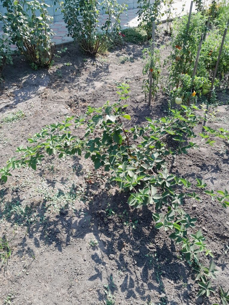 Продам саджанці ожини. Саженцы ежевики.