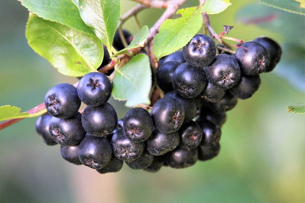 Aronia za darmo,  ekologiczna