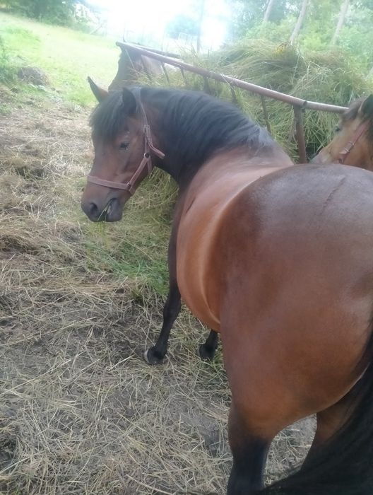 Klacz huculska źrebna