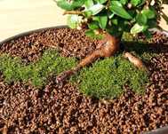 1L de Substrato Especial para Bonsai