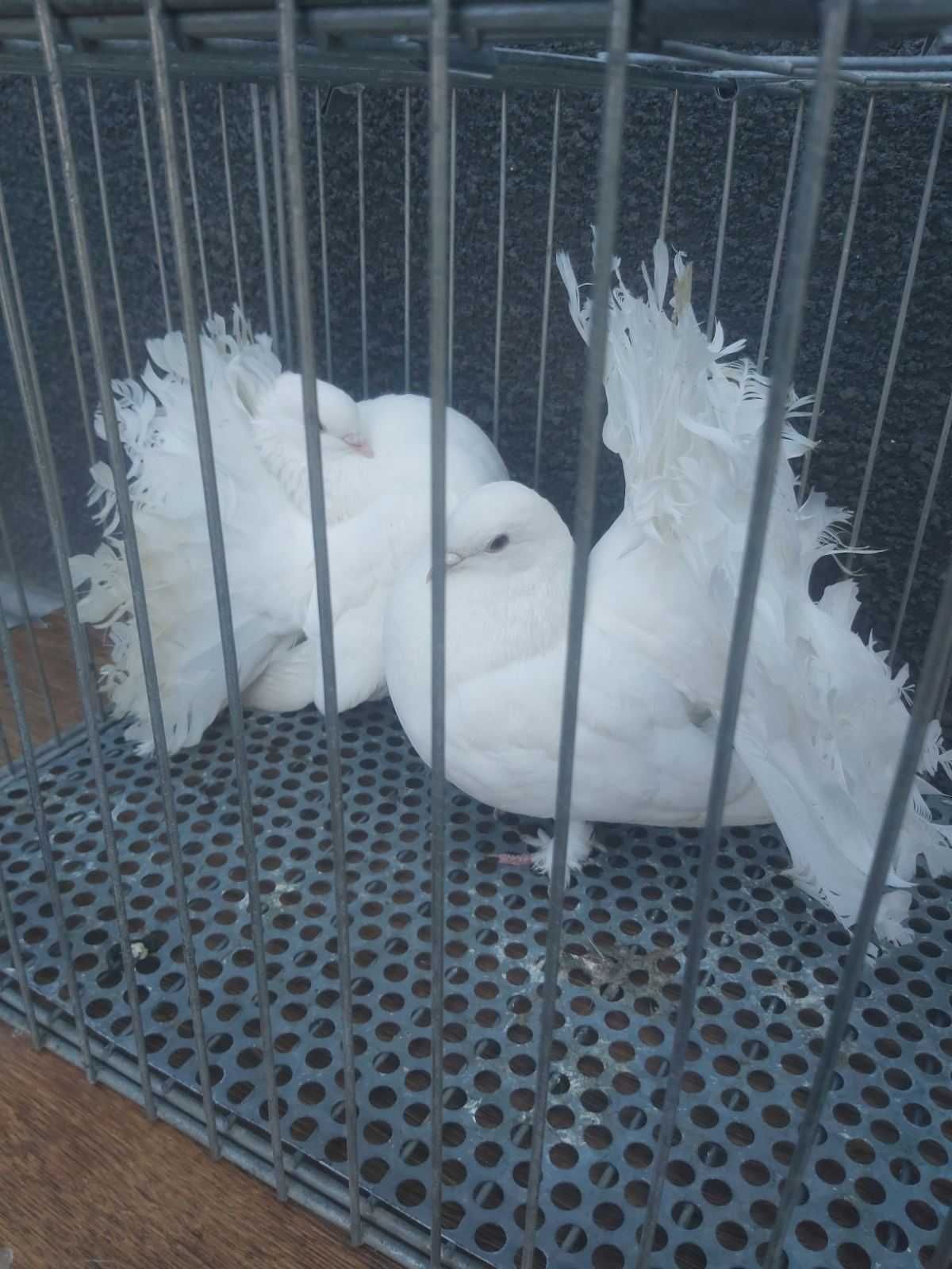 Птиця.Птиця.Птиця.