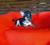 Piesek chihuahua tricolor
