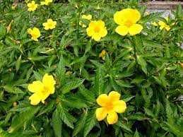 vendo sementes de Damiana