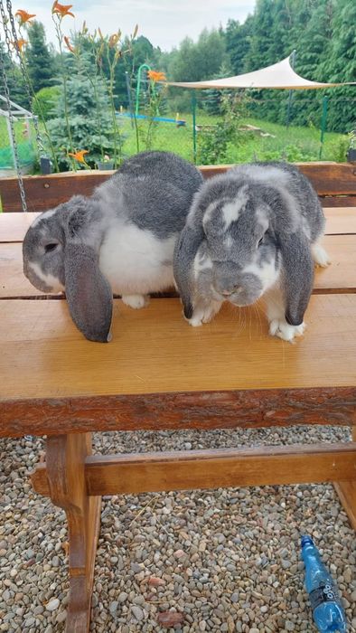 Samiec baran francuski szynszylowy srokacz