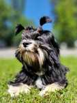 Lhasa apso ZKwP/FCI lepszy od shih tzu