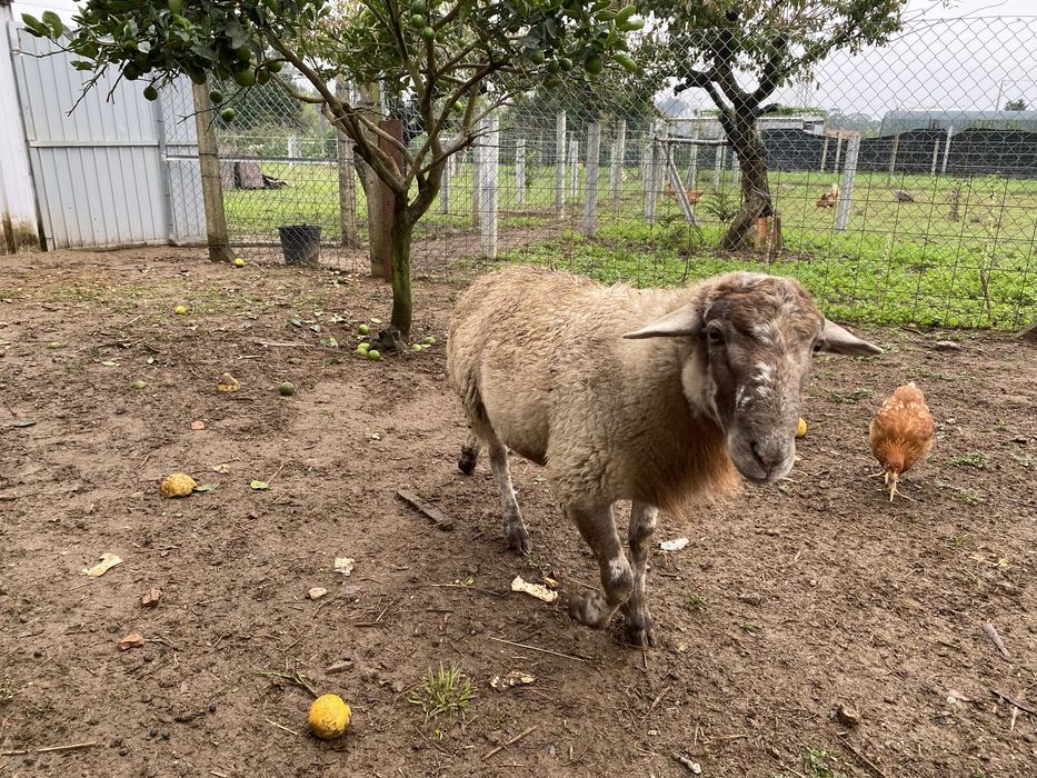 Ovelhas macho e femeia