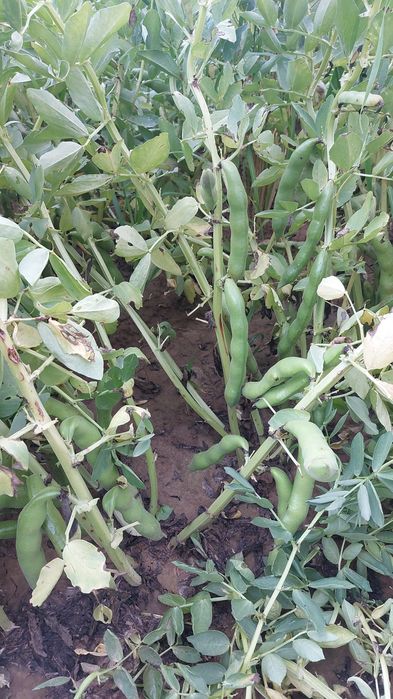 Bób Bizon - nasiona do sadzenia, świeży zbiór 2025