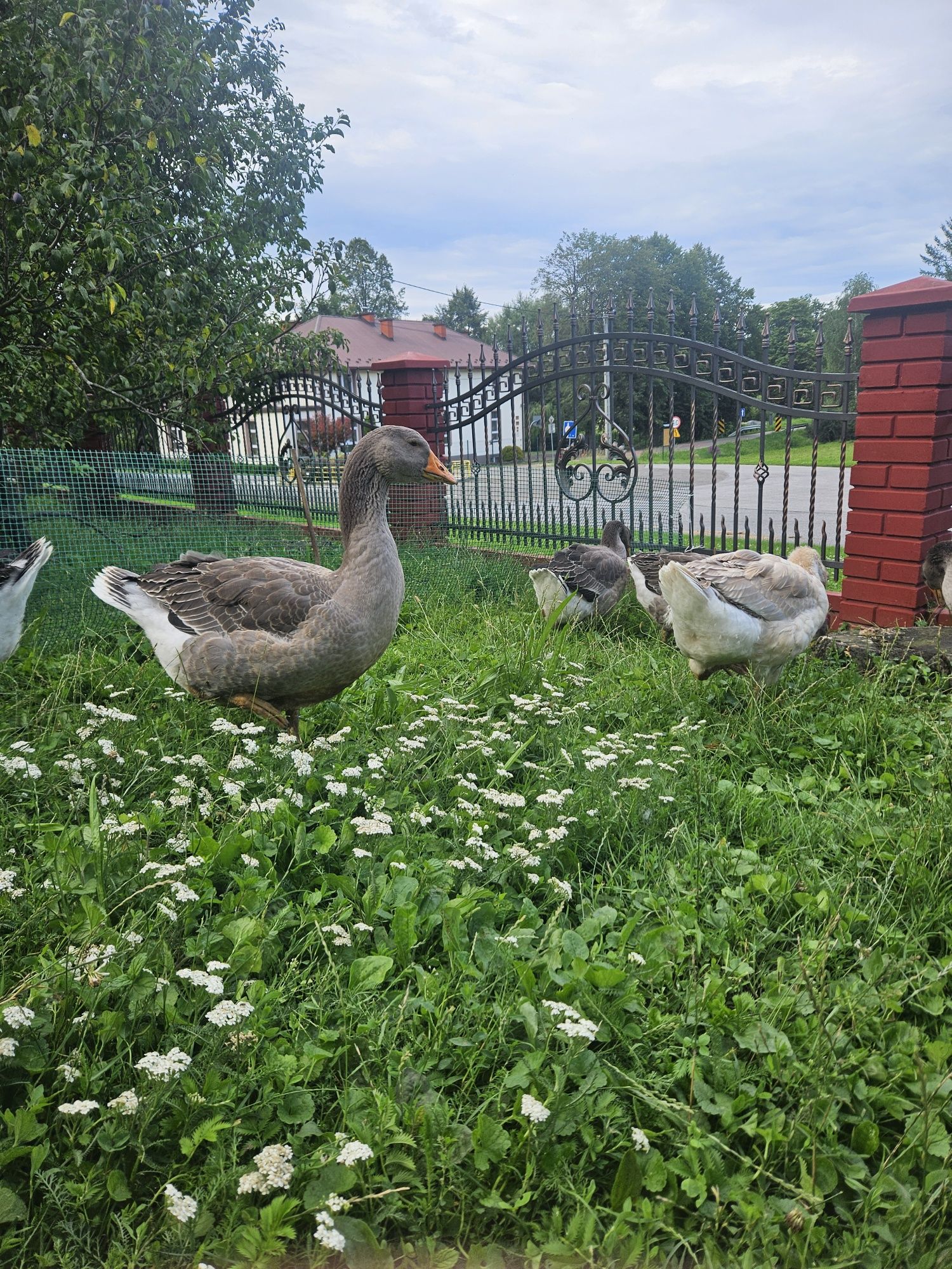 Gęsi tuluskie młode
