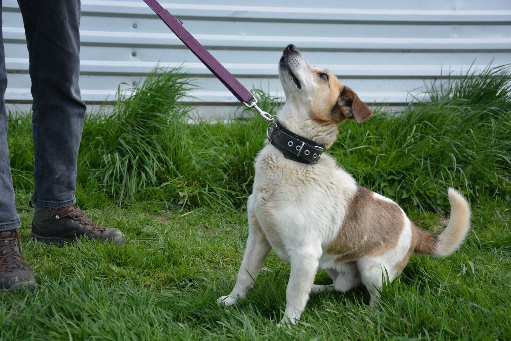 Biały beżowy mały piesek do adopcji