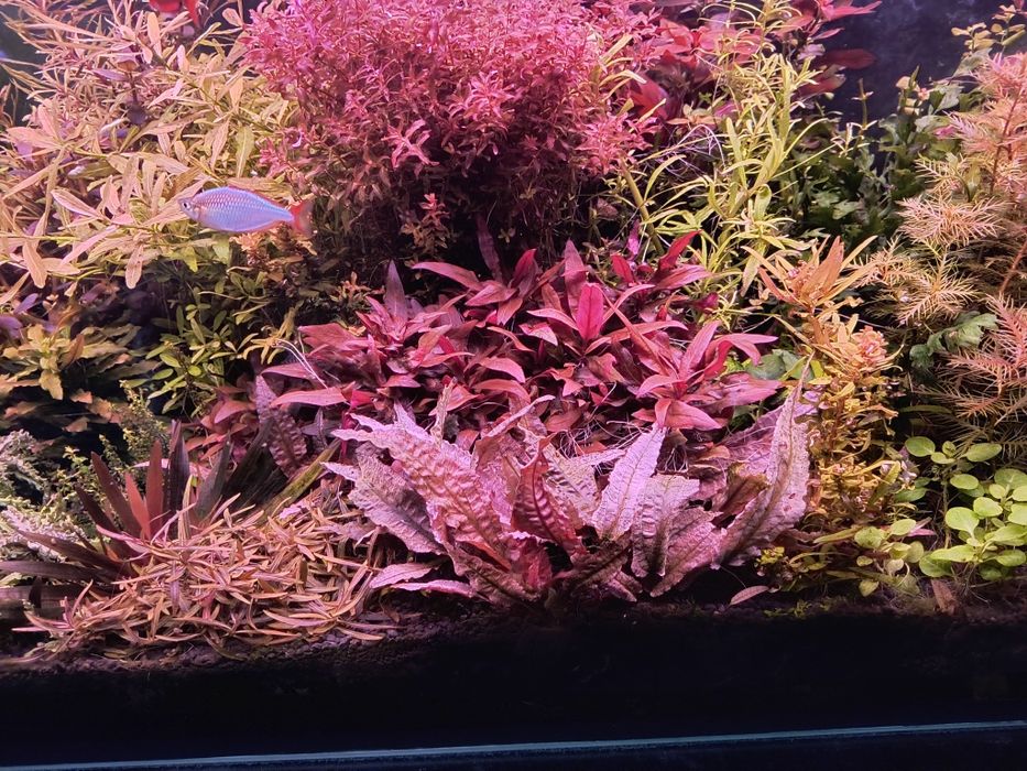 Kryptokoryna flamingo(pink)