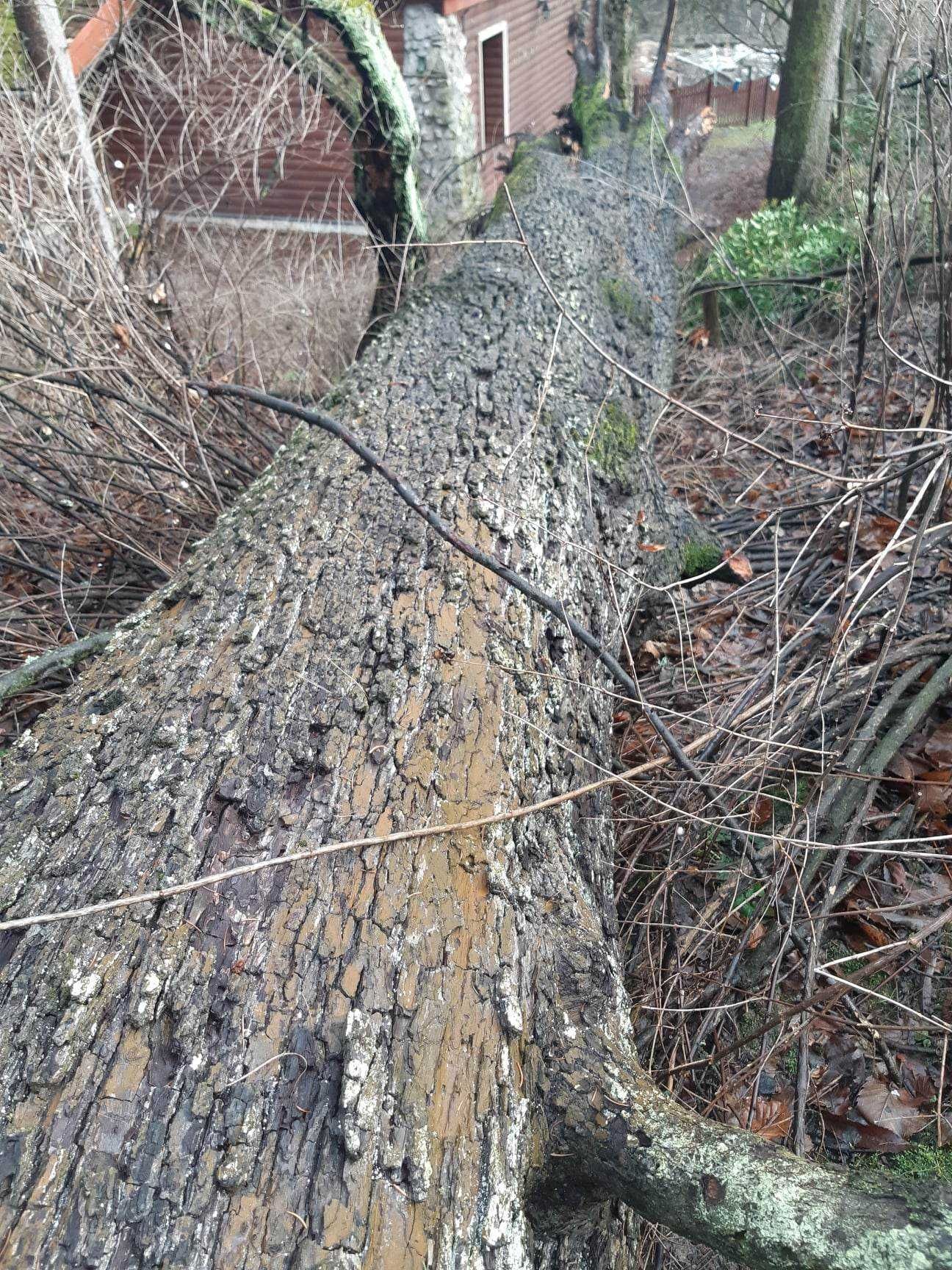 Drewno z dębu i starej dzikiej gruszy-wielki pień