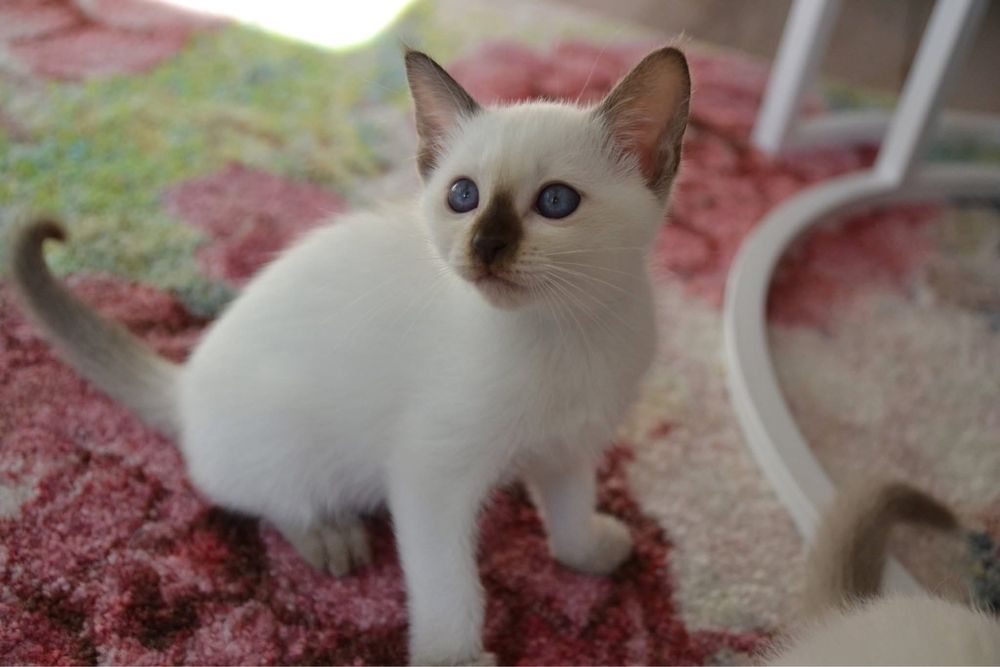 Kocurek tajski – hodowla Grand Amari*PL, PZF - WCF