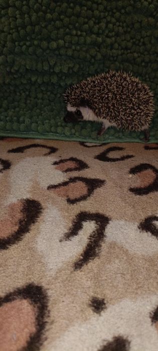 Młode Jeżyki pigmejskie