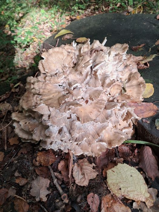 Гриб гріфола кучерява баранячі голова