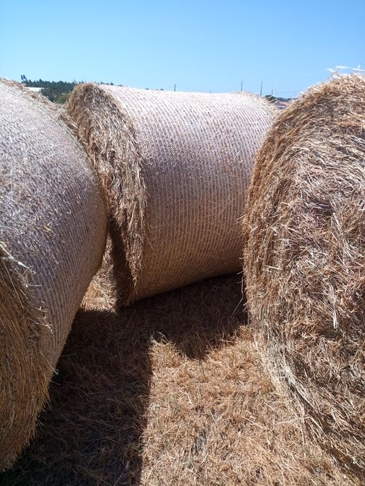 Vende-se rolos de palha