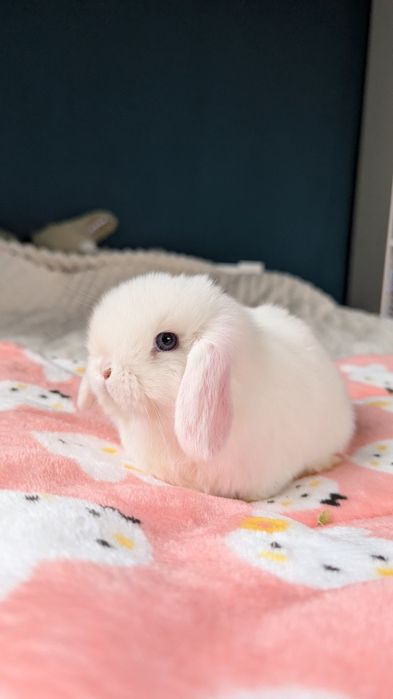 MINI LOP królik miniaturka mały karzełek baranek