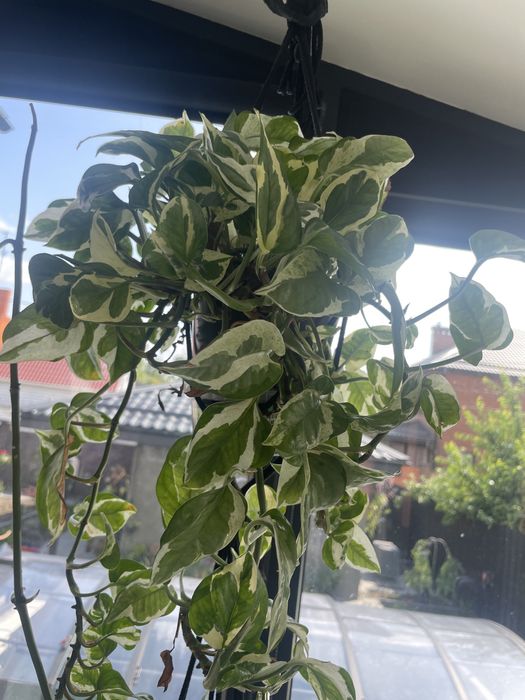 Филодендрон Burle Marx,эпипремнум