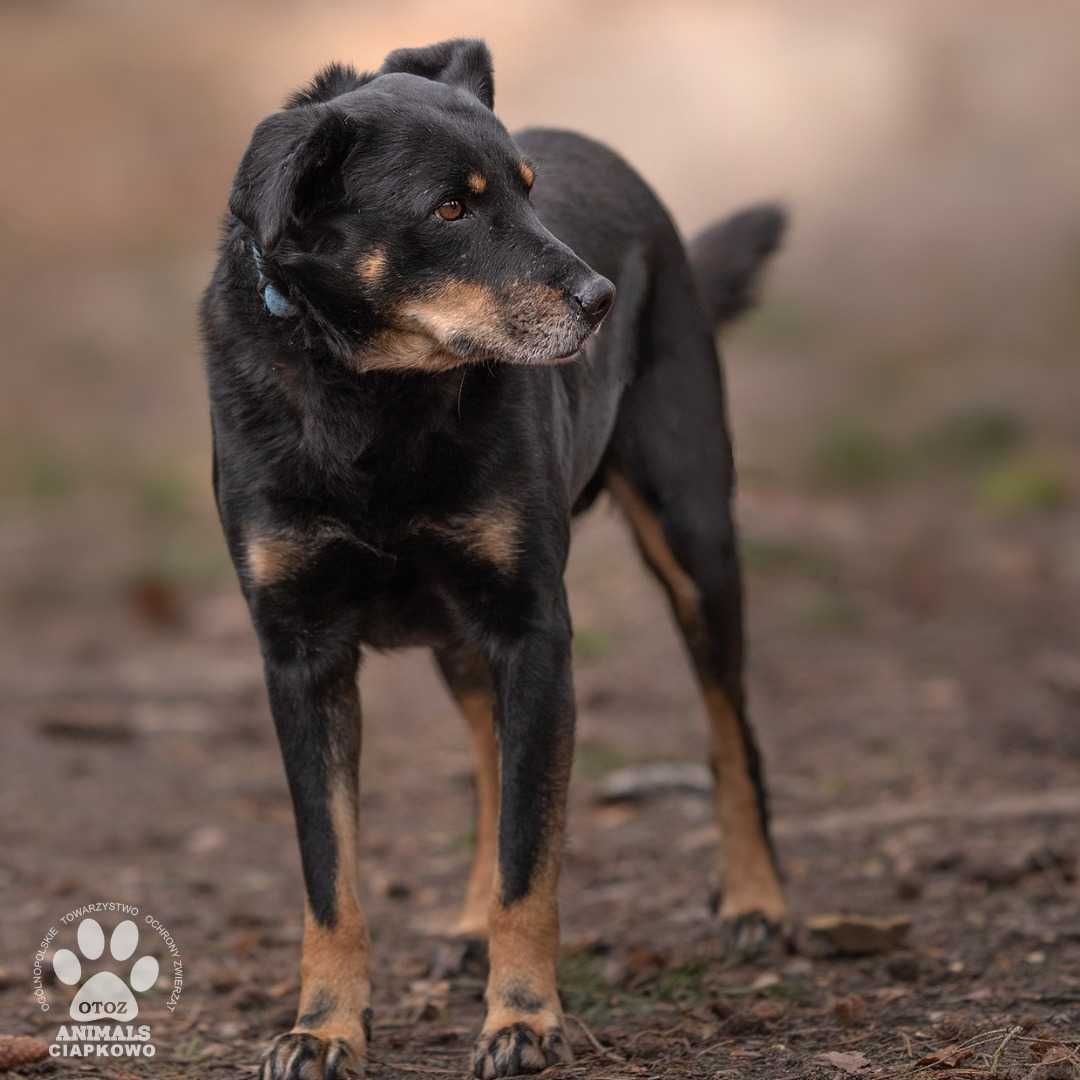 Simon szuka wyrozumiałego domu! OTOZ Animals Schronisko Ciapkowo