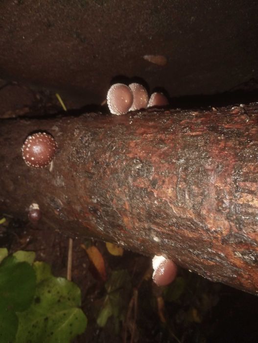 Shiitake fresco cultivado ao ar livre