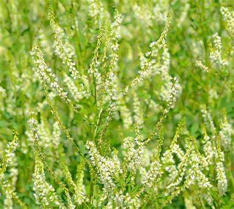 łąki kwietne nasiona miododajne ekoschematy  pasy kwietne
