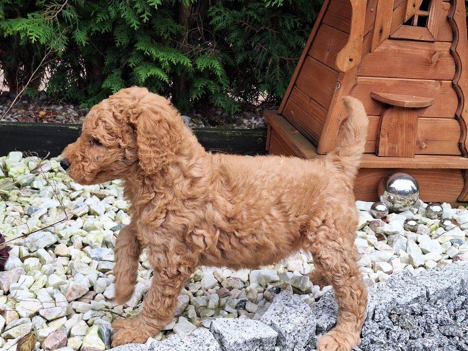 Suczka pudel duży królewski z metryką