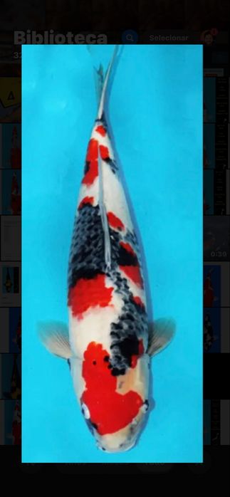 Carpa koi femea Showa Sakai nisai 50 cm com certificado criador