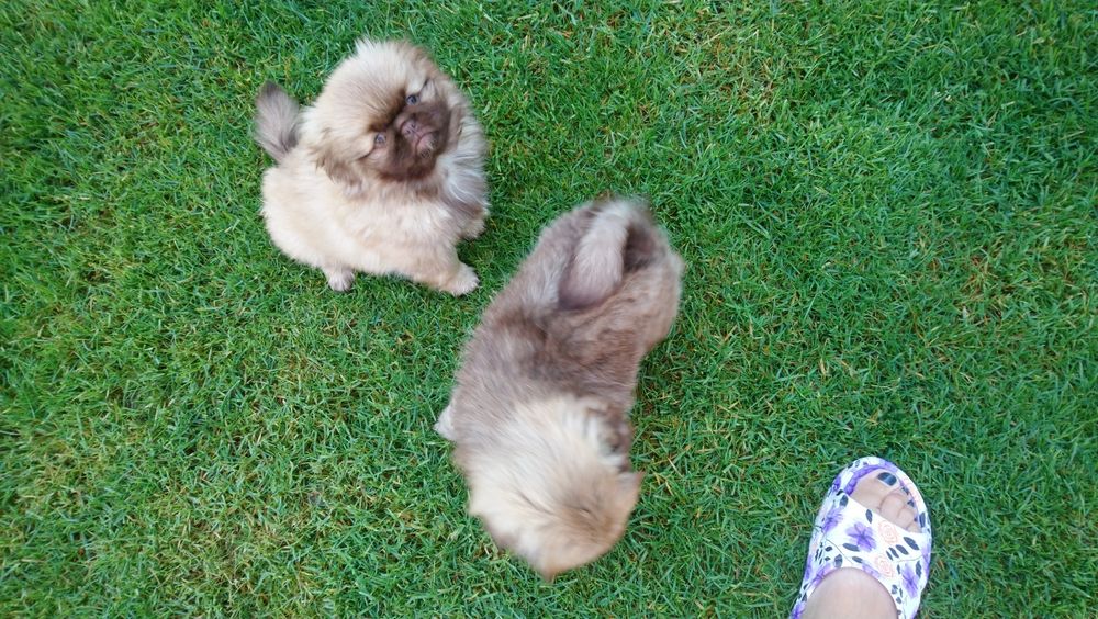 Pekińczyk Szczeniak Mały Puchaty