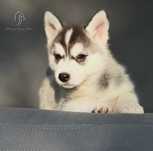 Pomsky ( Mini Husky )